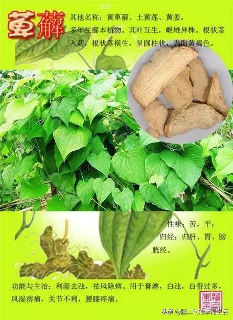 常见中草药图谱，中草药经典图谱（让你知道常用药都长啥样）