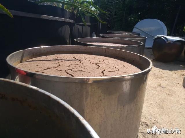 潮汕酱油豆的制作方法，潮汕酱油豆的制作方法和步骤（普宁这种酱油你打过吗）