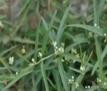 碱蓬菜的功效与作用，碱蓬的功效与作用（山野菜大全）