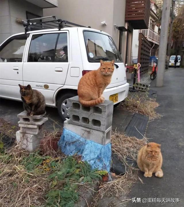 此地无银三百两搞笑回复，此地无银三百两如何回复（神回复：这是我们班的女神）