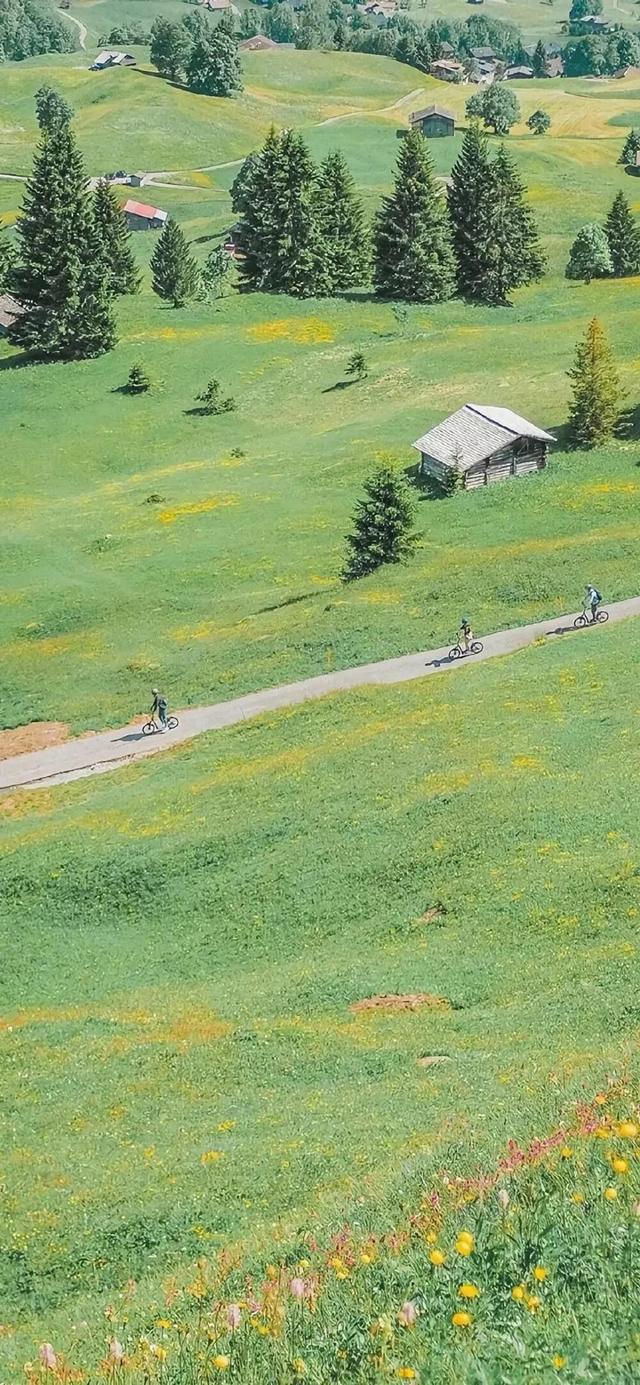 手机壁纸大草原护眼图片