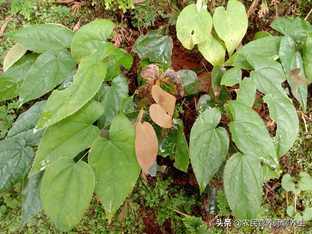 仙靈脾別名叫什麼,仙靈脾別名叫什麼名(山上