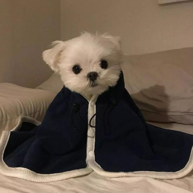 马尔济斯犬掉毛吗，马尔济斯掉毛吗（听我的，千万不要养马尔济斯）