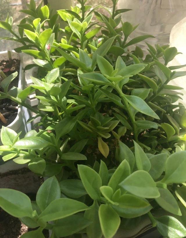 铁皮石斛花的采摘、晾晒和吃法，石斛花直接采摘晒干吗（最好吃的5种花）
