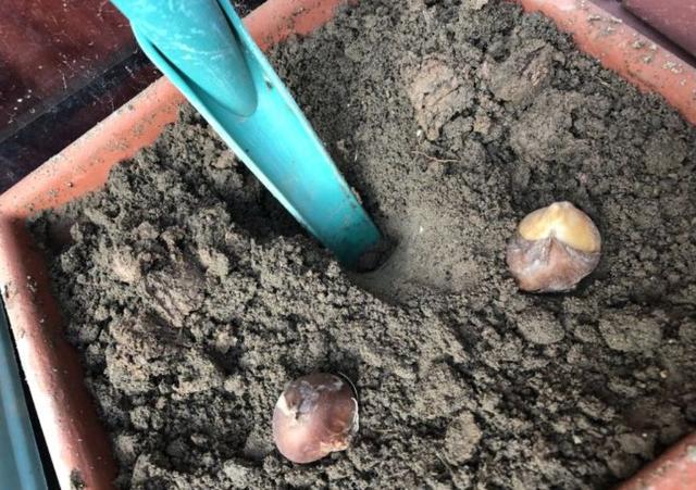 郁金香多久开花，郁金香从播种到开花需要多少天（郁金香在南方也能养开花）