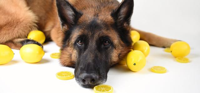 狗能吃无花果吗，狗狗哪个水果不能吃（吃了柠檬会出现什么情况）