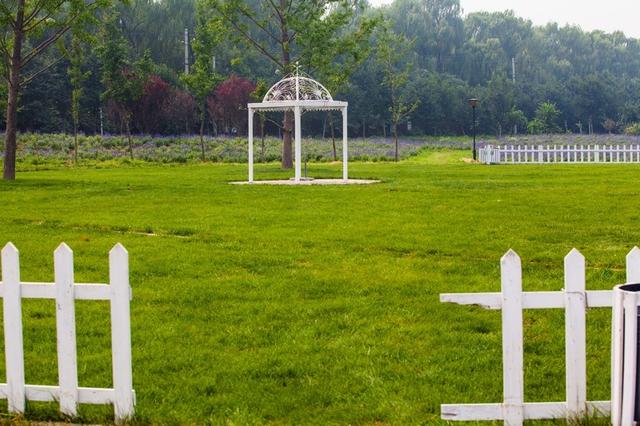 北京蓝调薰衣草庄园，北京薰衣草庄园（北京的蓝调薰衣草庄园就能狠狠浪漫一把）