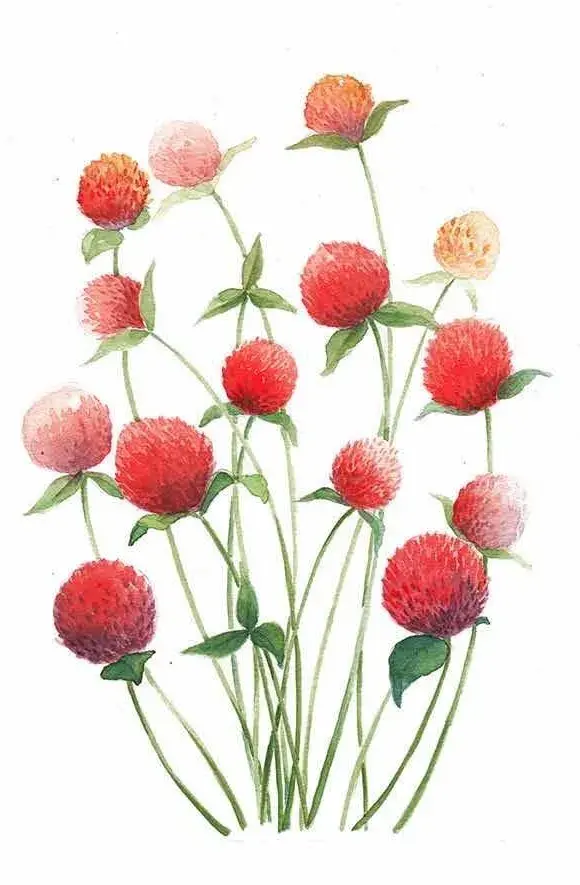 洋甘菊花语寓意，洋甘菊的花语和寓意是什么（礼赞•花语）