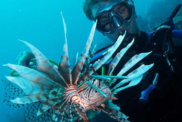 curacao来自哪个国家，curacao是什么意思（唤醒你蜇伏已久的味蕾记忆）