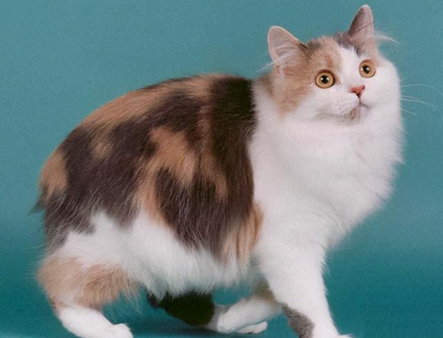 猫的所有种类，猫的所有种类及图片（30种知名的猫咪，你都认识吗）