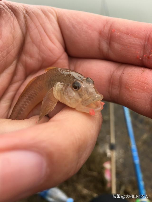 户外垂钓网，新手野外钓鱼不知如何下手（休闲钓鱼网）