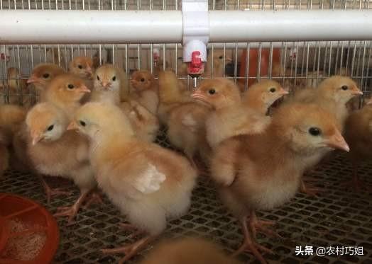 怎样饲养小鸡，怎样饲养小鸡的方法（小鸡怎么喂养好）