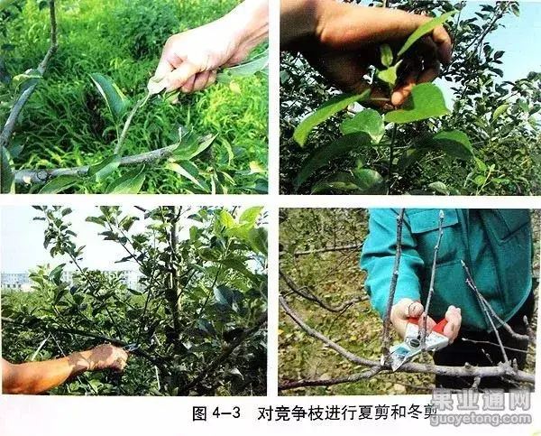 苹果树修剪技术，苹果树修剪技巧（苹果树“傻瓜式”修剪技术）