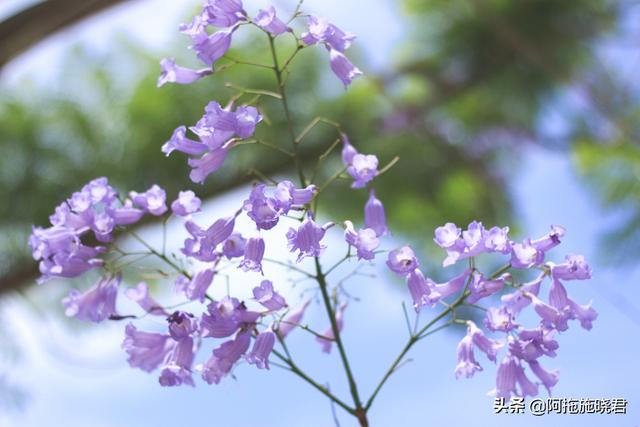 蓝花楹的花语是什么，蓝色花楹的花语（惊艳了初夏的那一抹紫）