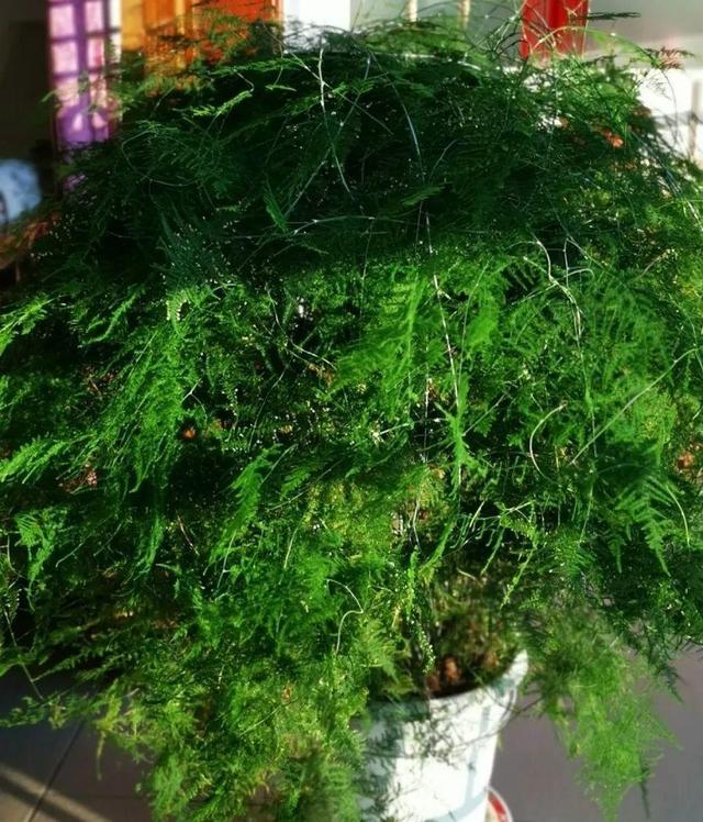 瓜子属于坚果吗，瓜子花生属于坚果类吗（给花吃点瓜子）