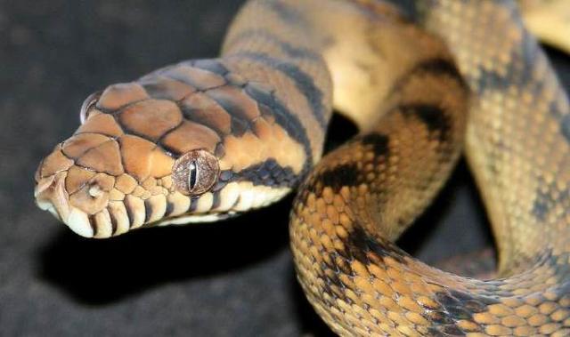黄金猛鱼打得过森蚺吗，地球恐怖的十大蟒蛇