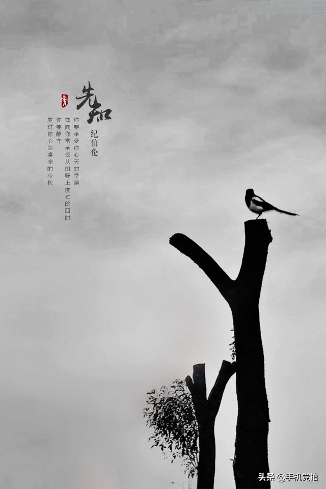 轻烟老树寒鸦什么意思，轻烟老树寒鸦前面一句是什么（不妨跟着“古诗”拍拍看）