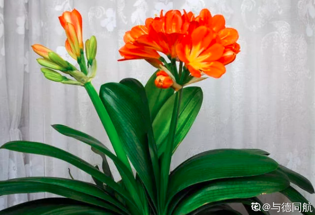 1823是什么意思，1823是什么意思肖战（其实跟兰花没一毛钱关系）