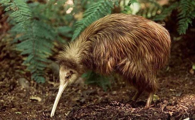 无意乌，我玩传奇世界时无意杀死了一匹乌骓马（世界上绝无仅有的无翼鸟）