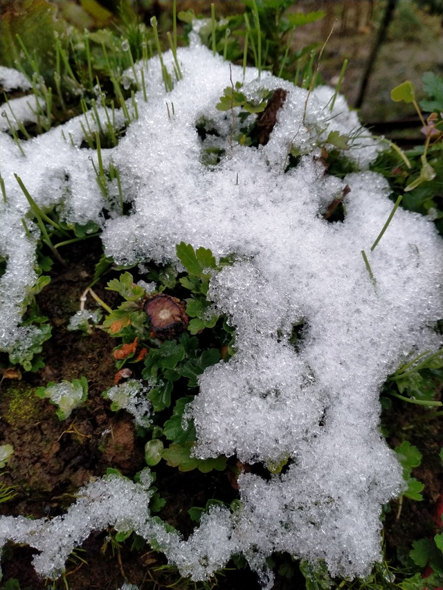 雪水浇花好不好 雪水干净么，雪水浇花好不好（雪水养花效果好）
