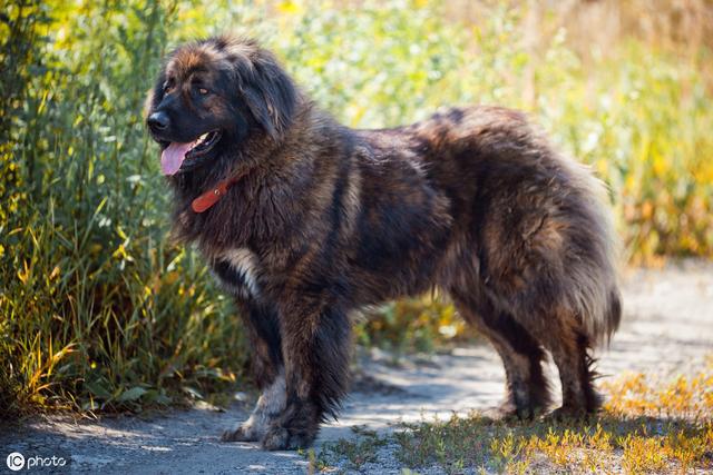 世界十大名犬,世界十大名犬 前十名(世界十大名犬盤點)