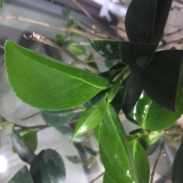 四季红山茶养殖方法，四季红山茶的养殖方法（叶油绿、开一树漂亮的花）