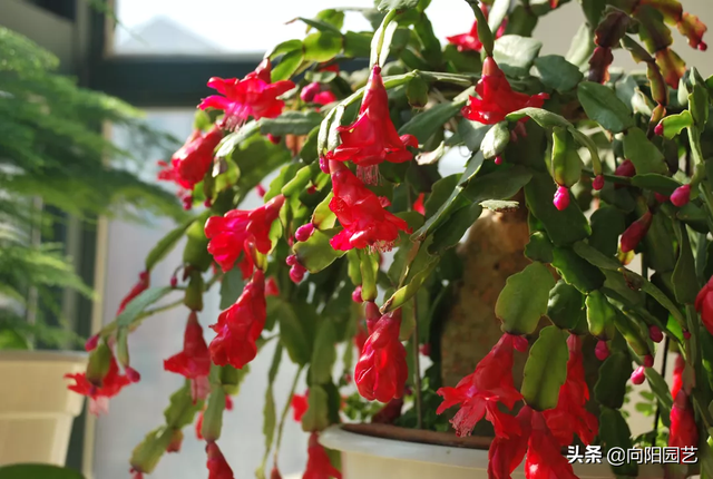 蟹爪兰的养护方法，蟹爪兰的日常养护方法（蟹爪兰养护要点）