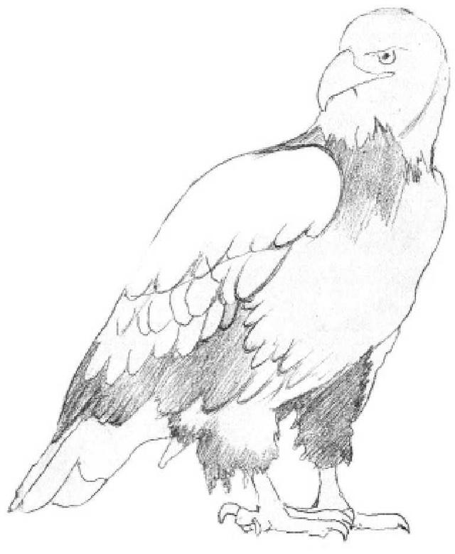 动物素描画，关于动物的画（适合初学者学习的动物素描步骤教程）