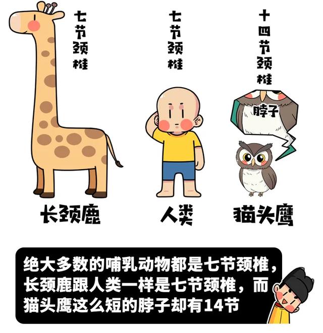 养雪鸮犯法吗，宠物雪貂多少钱一只（猫头鹰的构造原来这么奇葩）