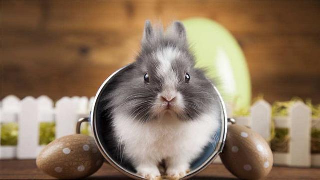 兔子的外形特点，描写兔子的外形特点（如何辨别兔子的雌雄）