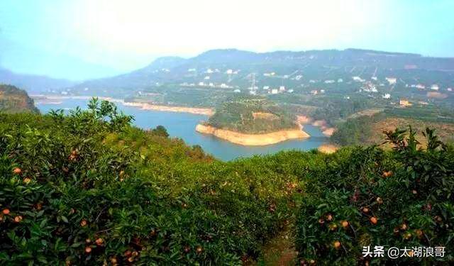 白枣吃了有什么作用急急急，白枣的营养价值及功效（开启了太湖洞庭一年的花果飘香）