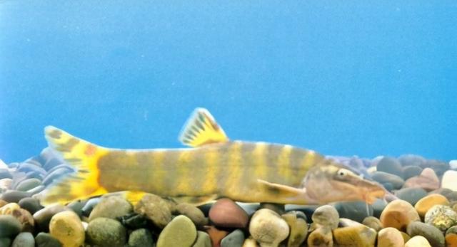 淡水观赏鱼种类，淡水观赏鱼的种类大全！（中国淡水观赏鱼图集<一>）