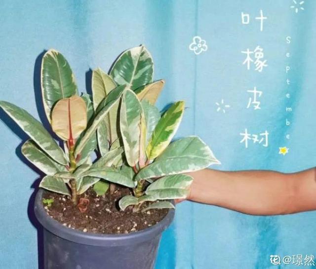 吸收甲醛的植物，哪种植物具有吸收甲醛的功能（净化空气最厉害）