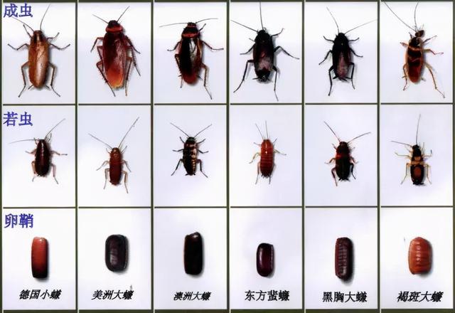 卫生间出现蟑螂的原因（了解了它的“死穴”）