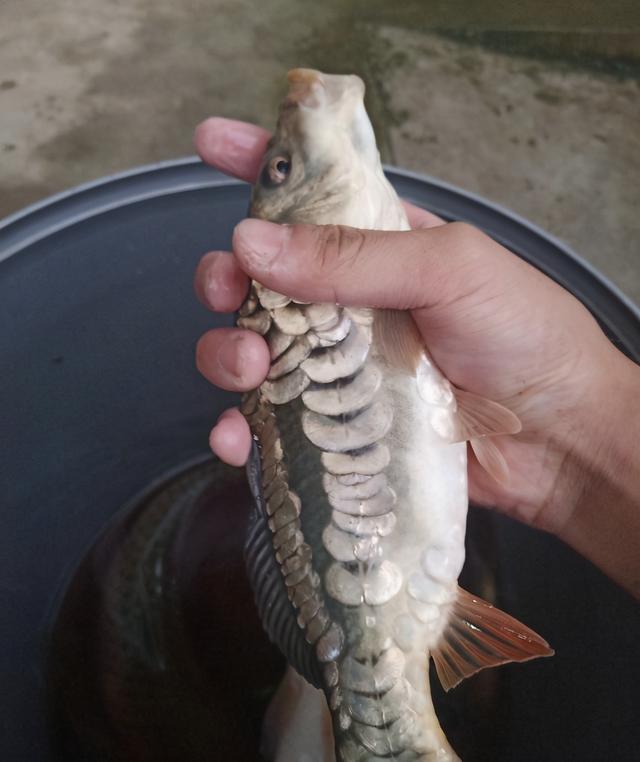 鏡鯉怎麼釣啊怎樣釣無鱗鯉魚,無鱗鯉魚用什麼釣(散鱗鯉魚現身邕江)