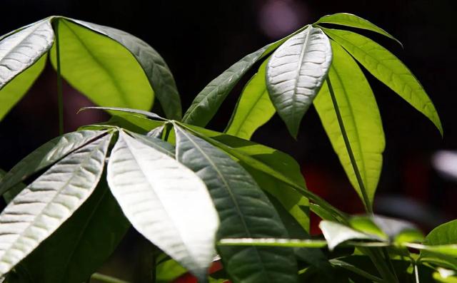 发财树叶子下垂，发财树叶子变黄下垂是怎么回事（做好后叶肥苗壮长得好）