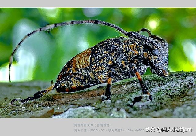 关于星天牛介绍，星天牛百度百科（这外貌“粗糙”的天牛你认得么）