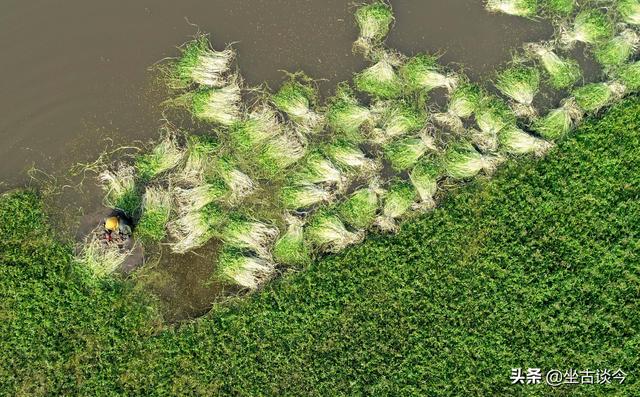 醋芹怎么做，醋腌芹菜的做法详细步骤（辛弃疾雄文《美芹十论》与南宋素菜）