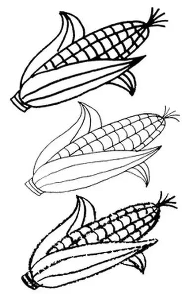 玉米简笔画图片，几株玉米的简笔画怎么画（可爱的玉米简笔画画法图解）