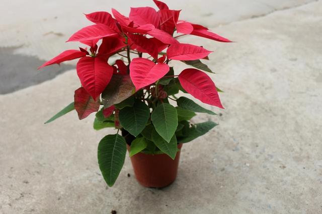 檀香木盆景怎么养，檀香木盆景图片（买花别只“贪好看”）