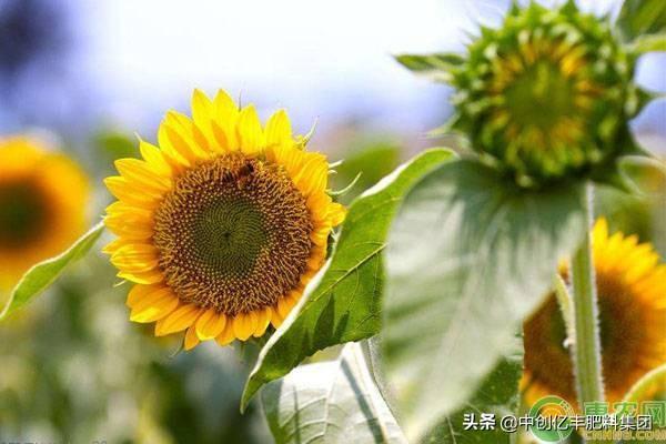 向日葵开花季节和时间，种向日葵的最佳时间（向日葵开花时间是几点）