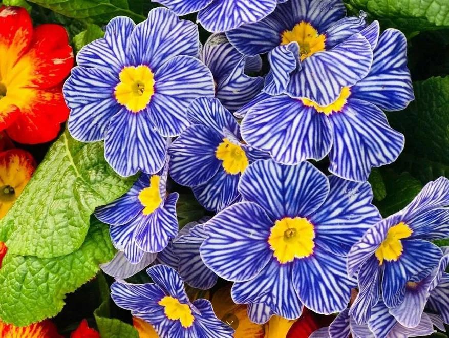 三色堇花语,花市这3种"便宜"花