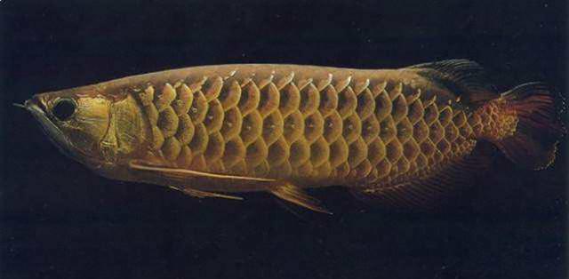 高背红尾金龙鱼，高背金龙鱼的简介-高背金龙鱼的配对方法（鱼友当自强——学会辨识金龙品种和泡药鱼）