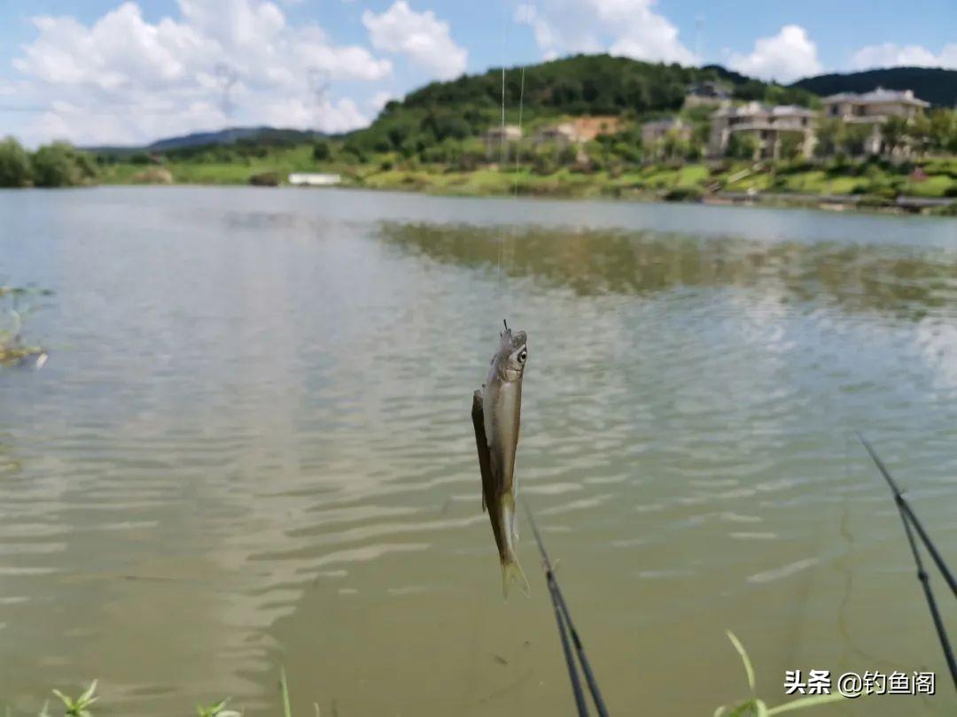 新手钓鱼快速上手指南：掌握技巧轻松钓获，从选点到提竿步步详解助你速成高手