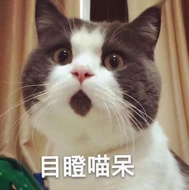 猫的灵性有多强，猫界最有灵性的四种猫（一只猫可以多有灵性）