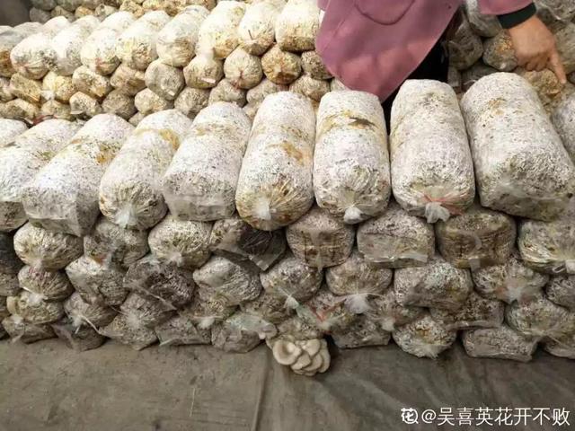 平菇种植最简单方法，平菇种植最简单的方法（喷喷水就能长）