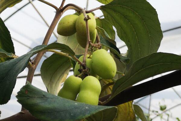 青枣，想栽培的话需要注意什么（青枣热量高吗）