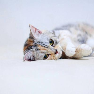 猫猫头像微信，猫猫头像（高清微信萌宠头像可爱小猫咪）