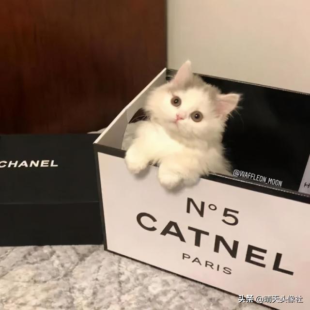 萌宠头像微信，萌宠头像（正如晚来的你皆是笑意）