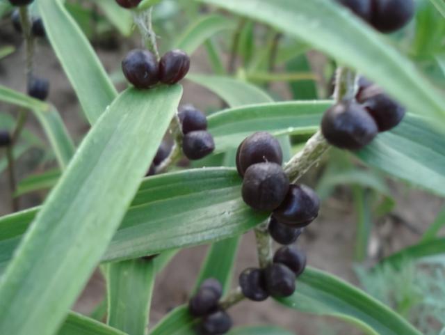 百合花的特点，挖了熬粥、做饮料（小练笔百合花的特点）